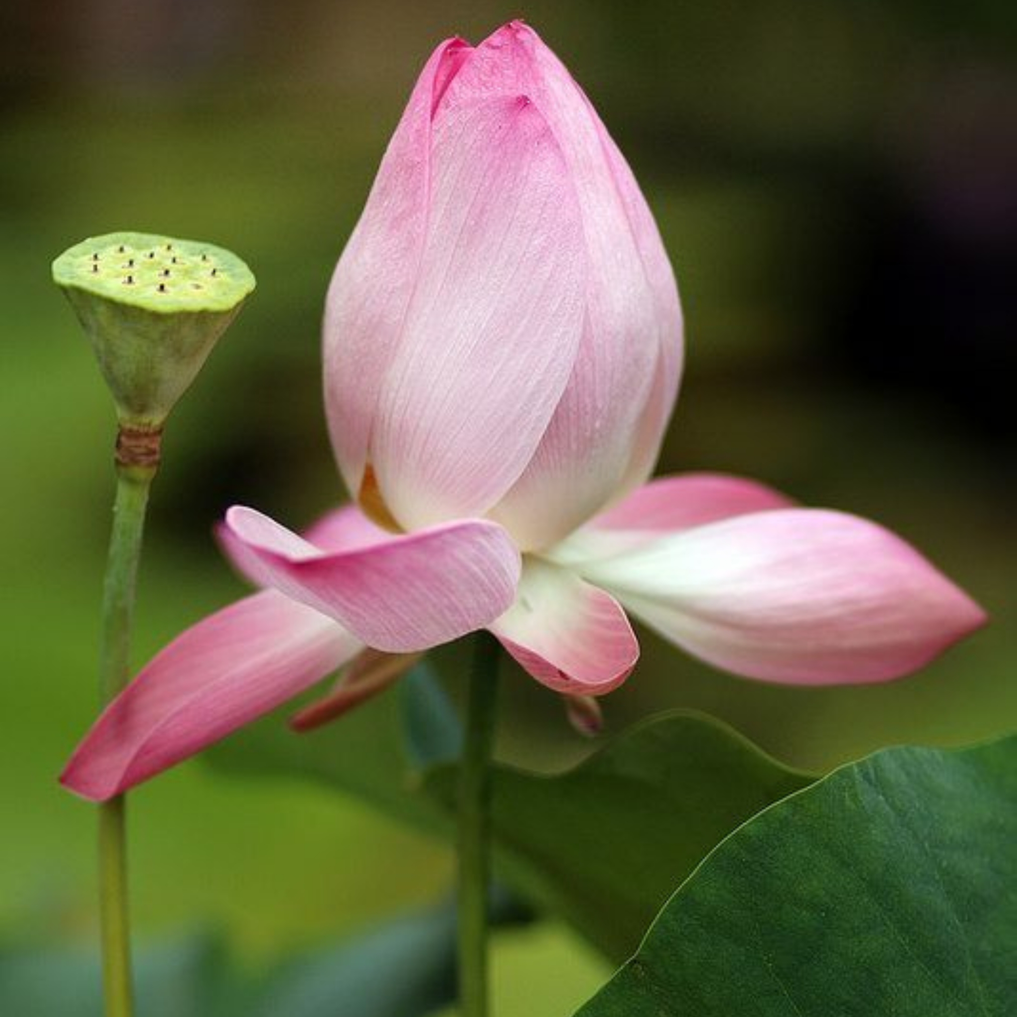 Hồng Môn Hoa Viên 4 batch trang tri le gia tien hong mon hoa vien white wedding 39