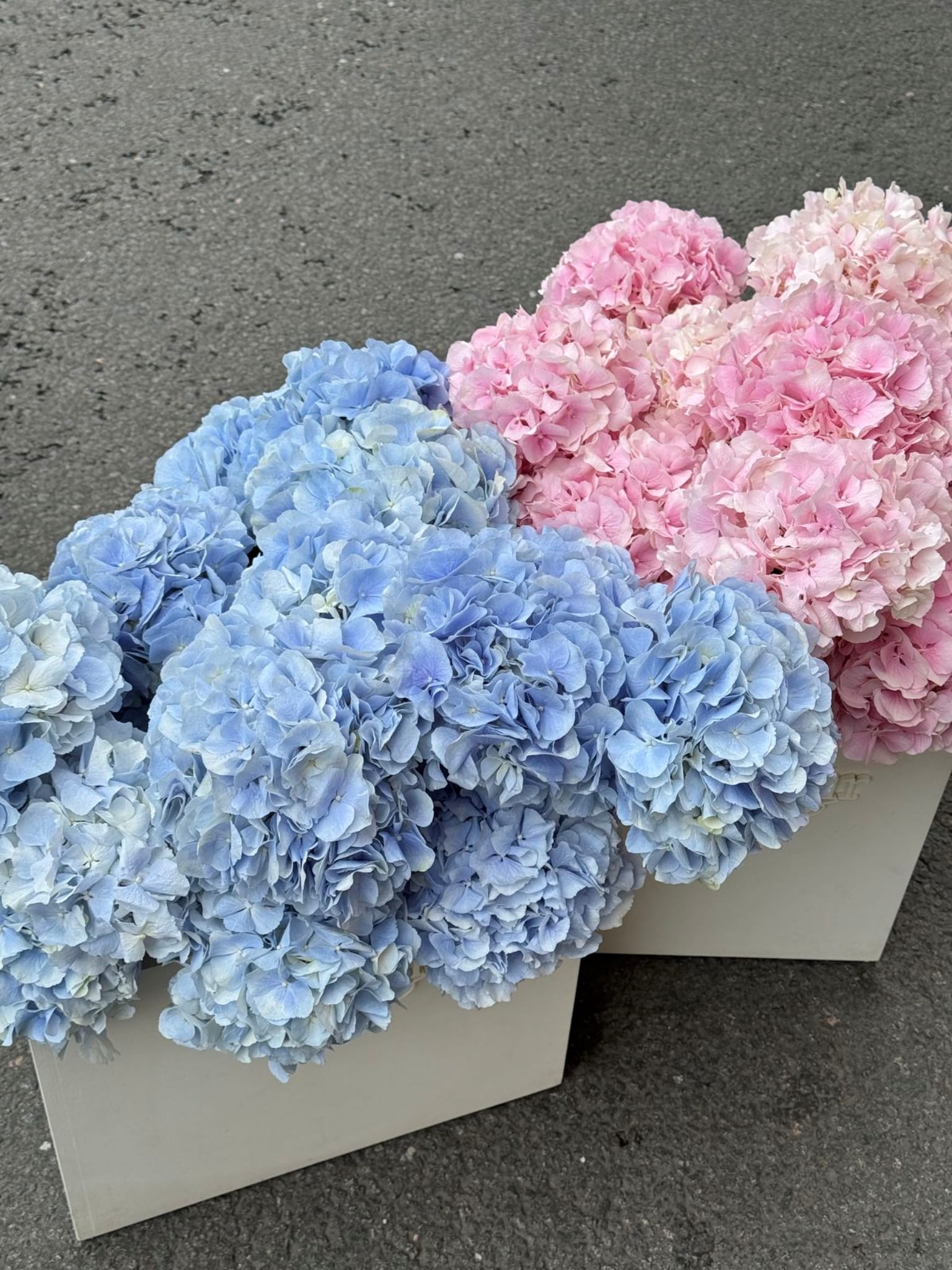 Nơ & Mèo 4 batch trang tri le gia tien no va meo white wedding 48