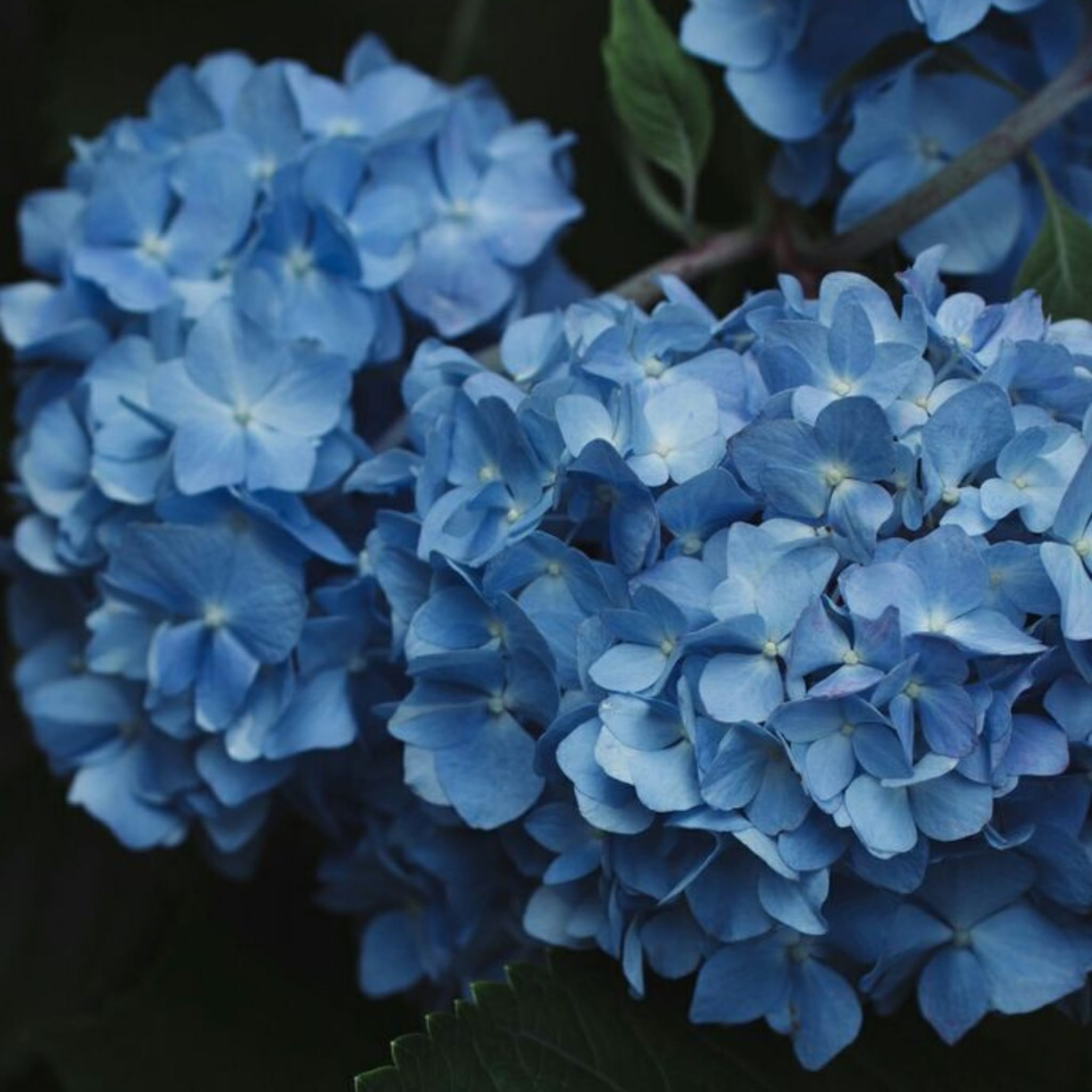 Se Duyên 2 trang tri le gia tien se duyen white wedding 22