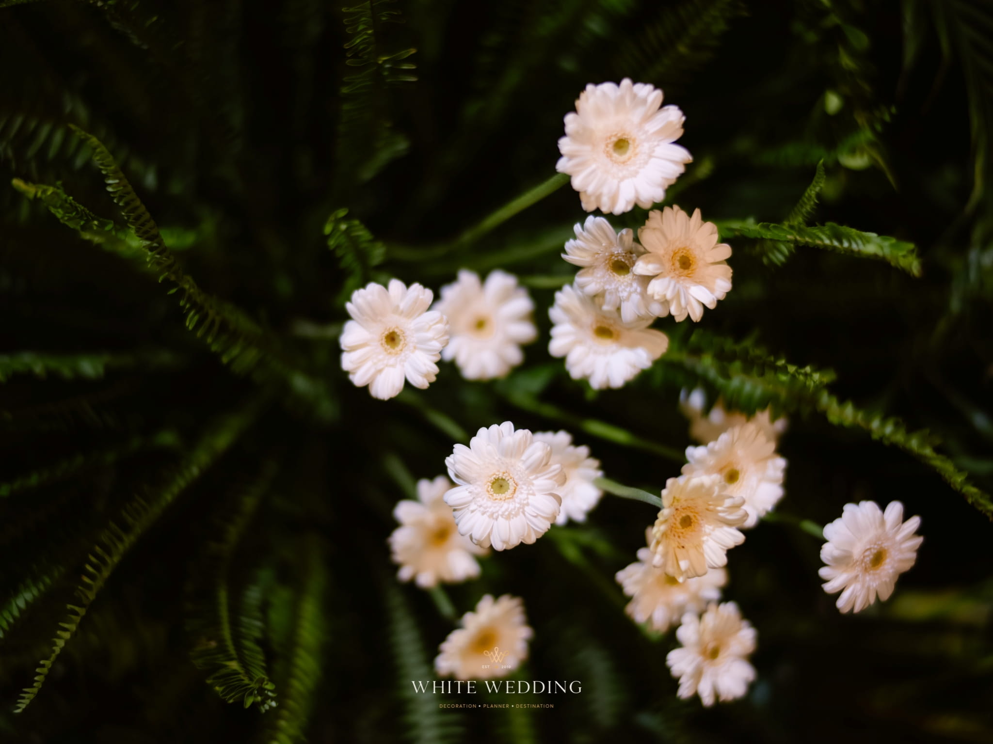 trang tri tiec cuoi green land white wedding 33