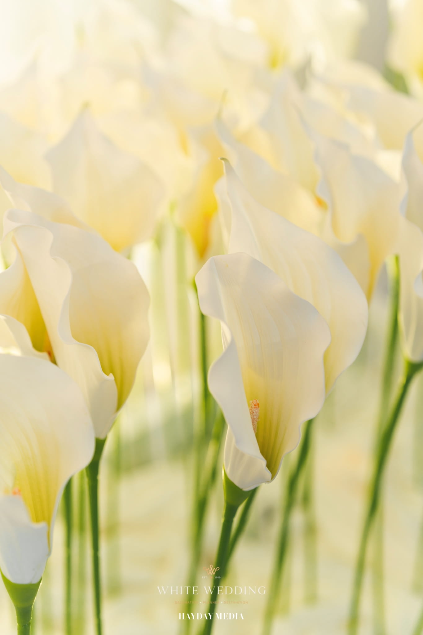 trang tri tiec cuoi less but lasting white wedding 13